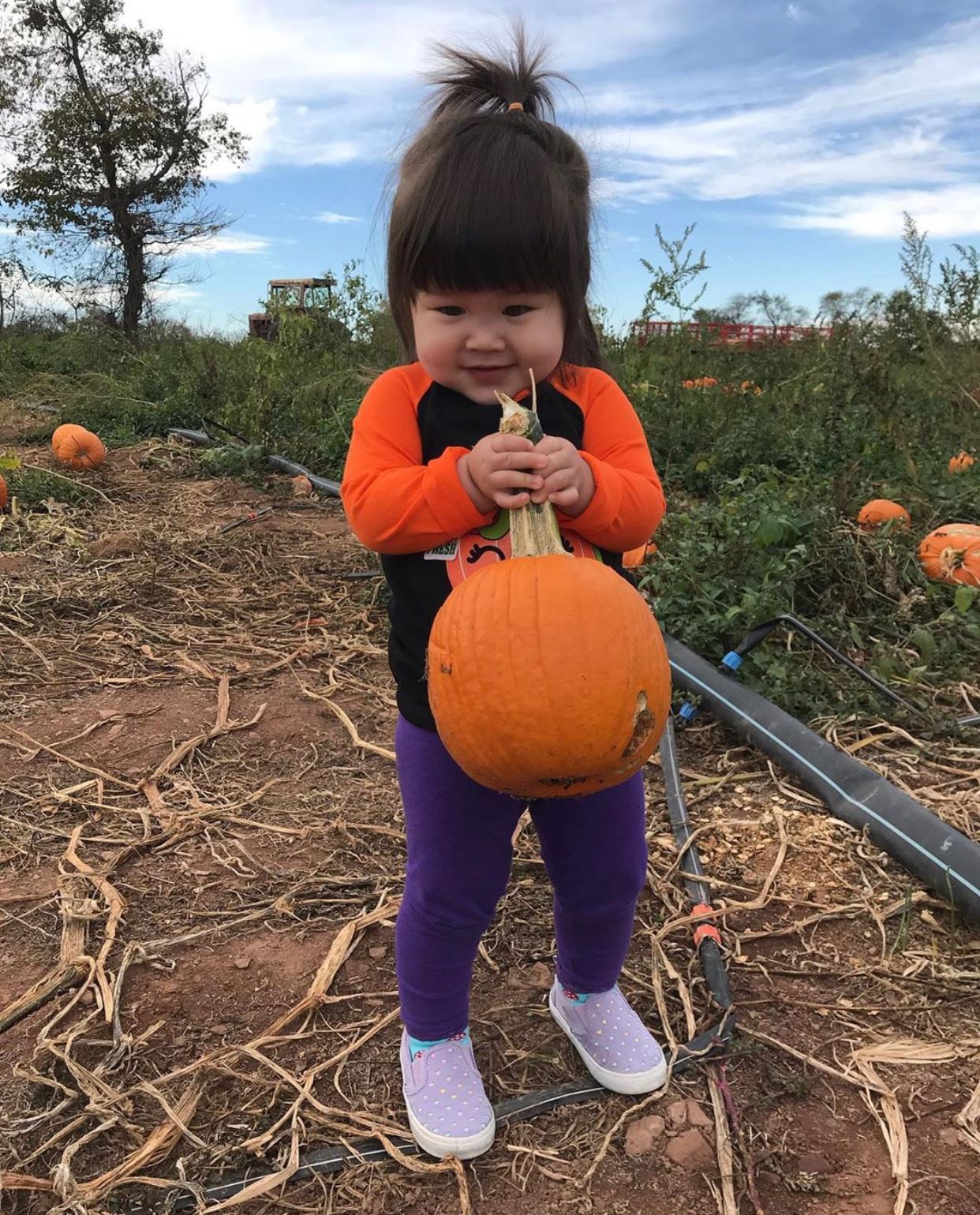 nj mom best pumpkin picking in nj pumpkin patch nj pumpkin farm new jersey