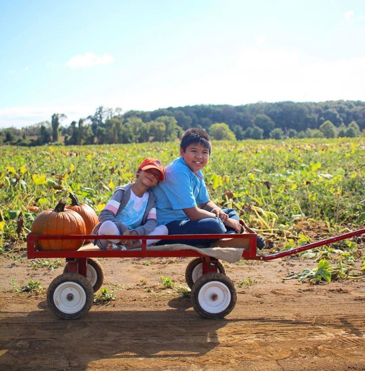 nj mom best pumpkin picking in nj pumpkin patch nj pumpkin farm new jersey