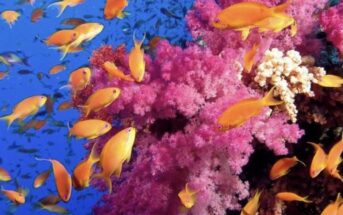 aquariums in NJ, aquariums in New Jersey, best aquariums