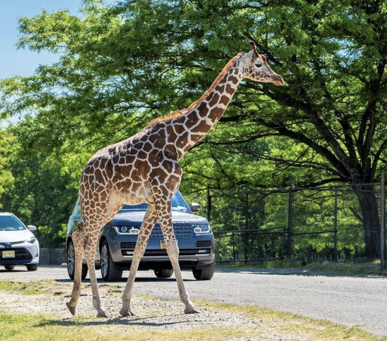 giraffe walking at Six Flags safari