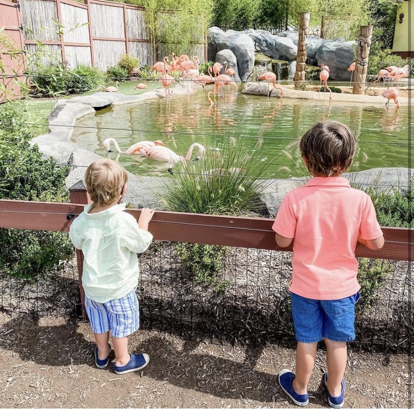 boys watching the flamingos zoos in New Jersey, Turtleback Zo  nj mom nj