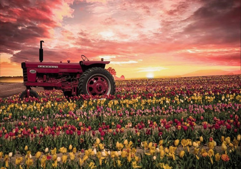 tractor in a row of tulips at sunset flowers In New Jersey 