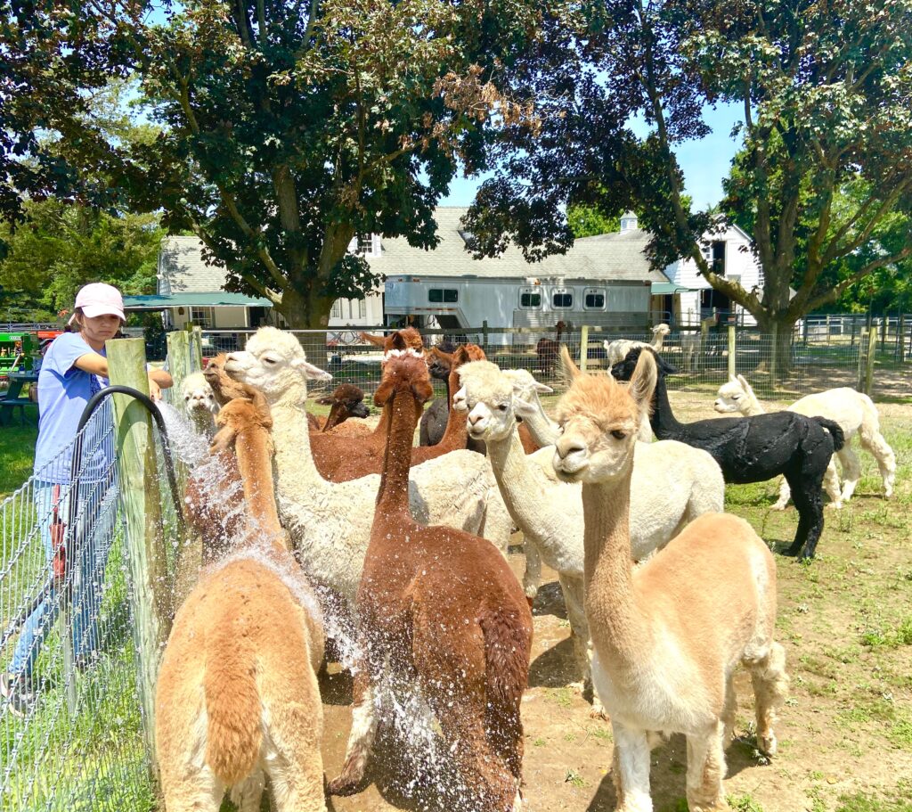 alpacas with hose alpaca farm fun things to do in NJ