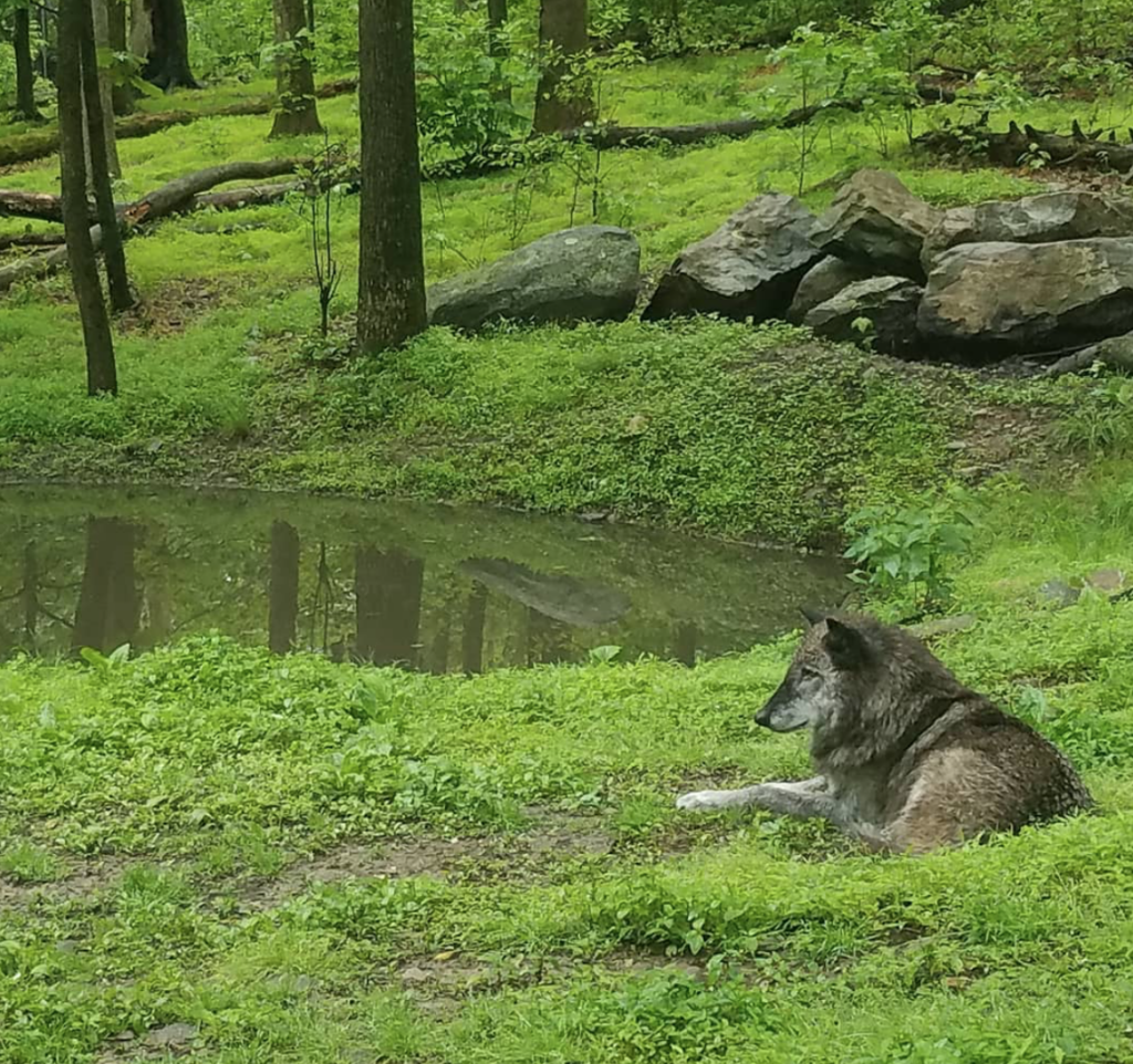 Lakota wolf preserve wolf lying down in the grass nj mom nj
