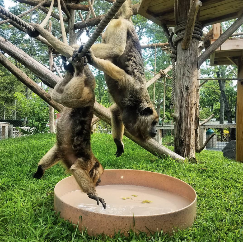 cape may county zoo in New Jersey monkeys hanging upside down nj mom nj