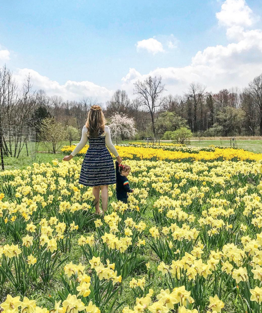 spring family photo shoot in NJ, daffodils