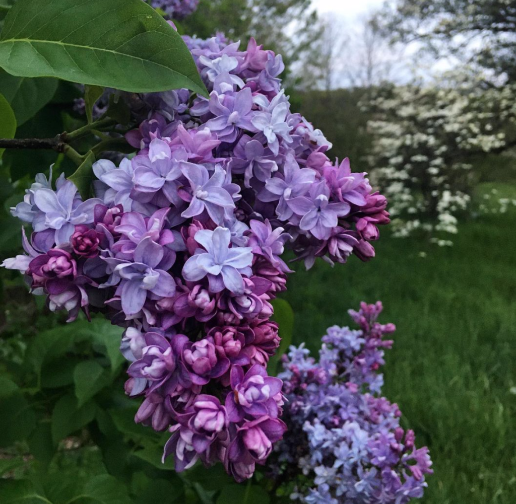 violet colored lilacs 