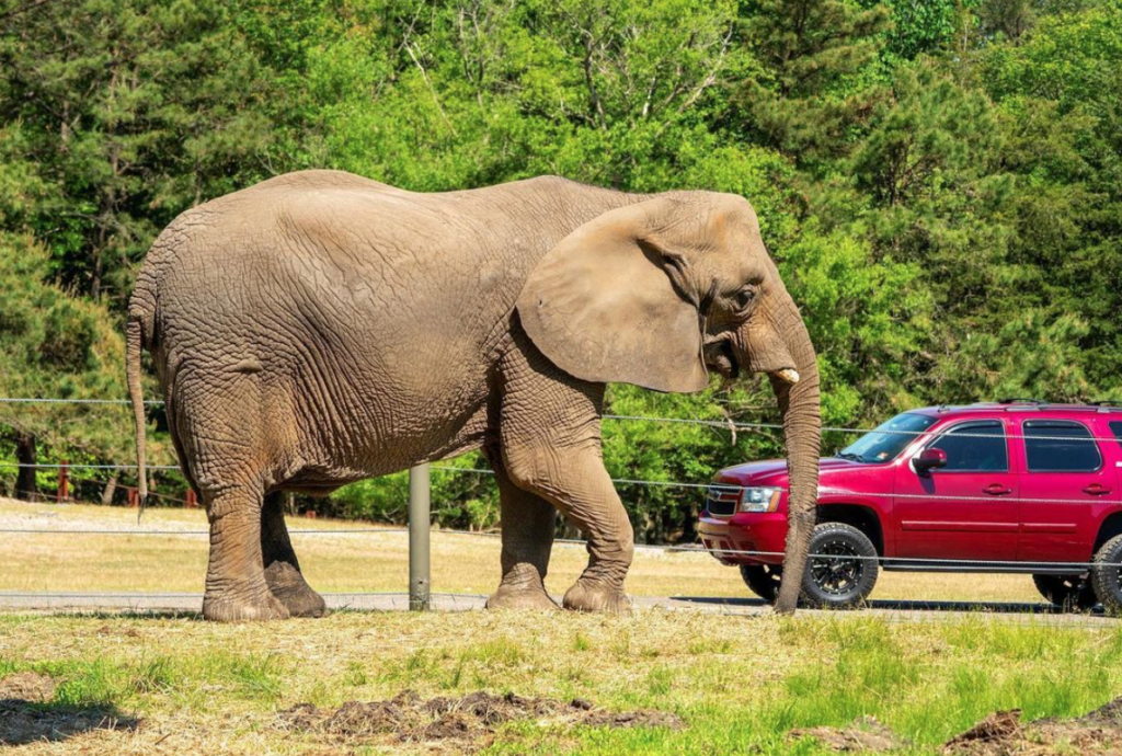 Elephant at the drive through safari 