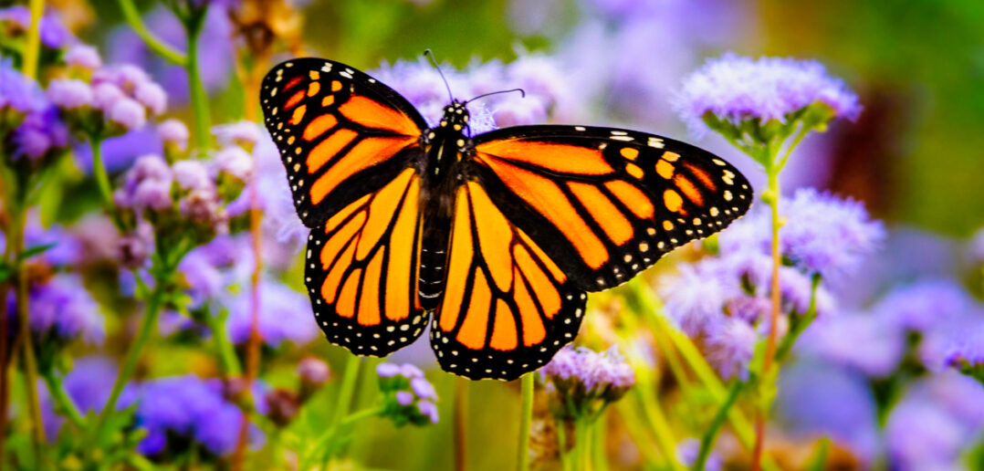 8 Butterfly Gardens in NJ To Visit This Spring