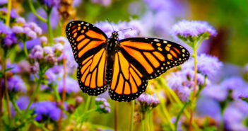 butterfly gardens in NJ