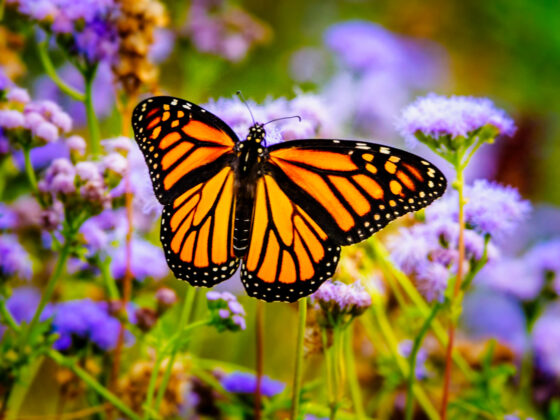 butterfly gardens in NJ