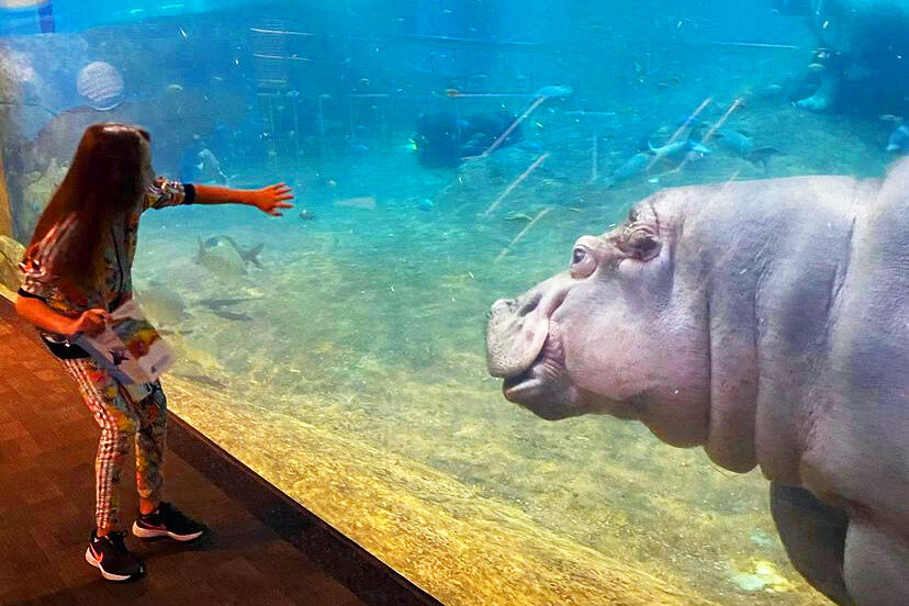 Camden Adventure Aquarium: An Underwater Experience - ADventureaquariumcamDennewjerseynj E1620352496178