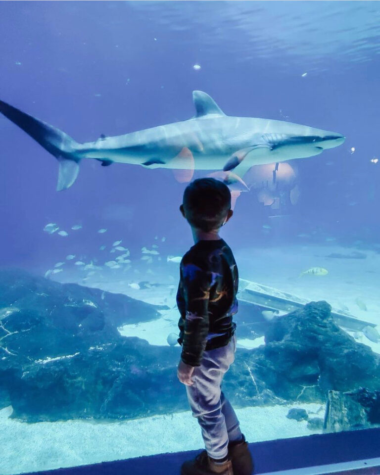 Camden Adventure Aquarium: An Underwater Experience - ADventureaquariumcamDennewjerseysouthjersey 768x960