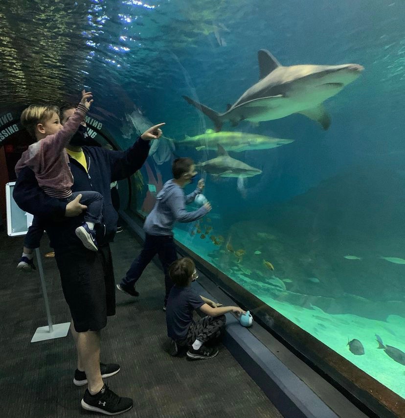 adventure aquarium exhibits shark bridge