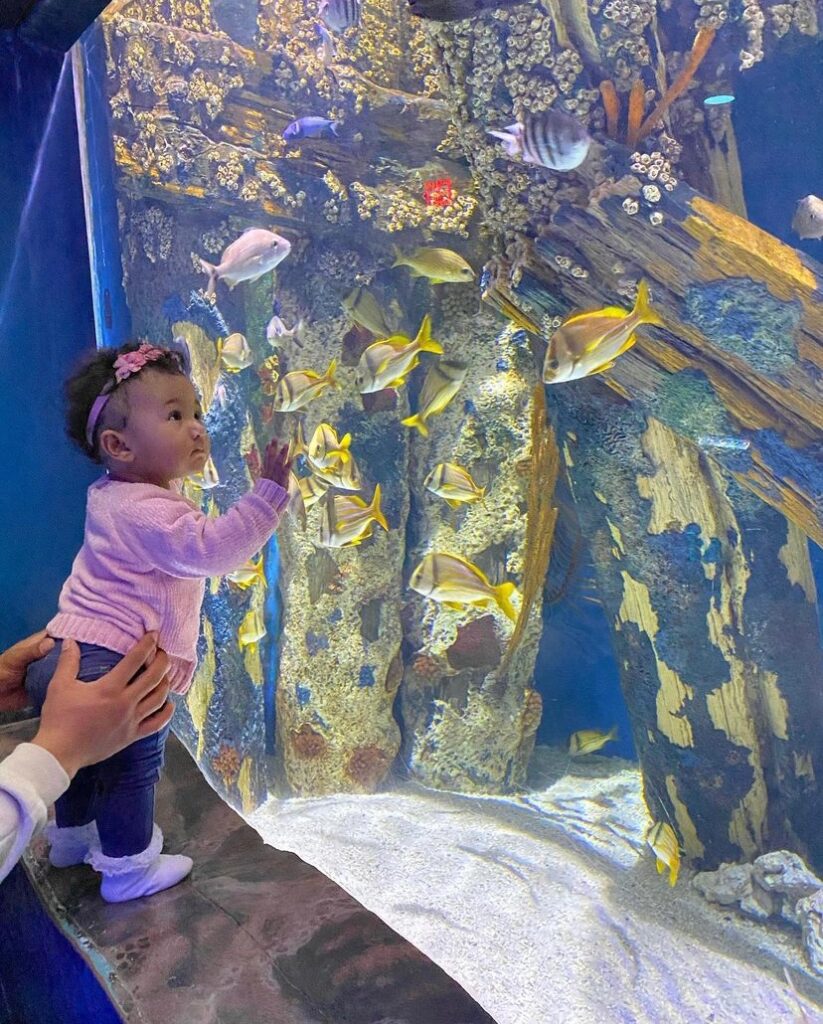 shark bridge adventure aquarium