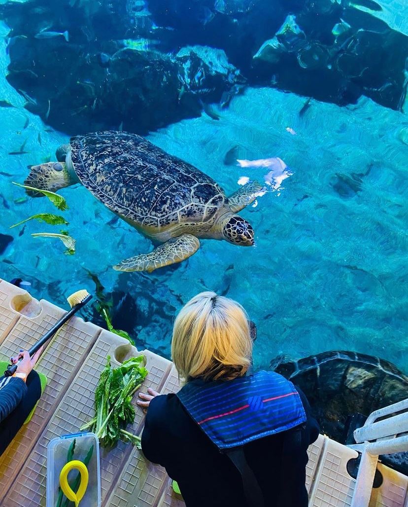 Camden Adventure Aquarium: An Underwater Experience - ADventureaquariumnewjerseycamDen
