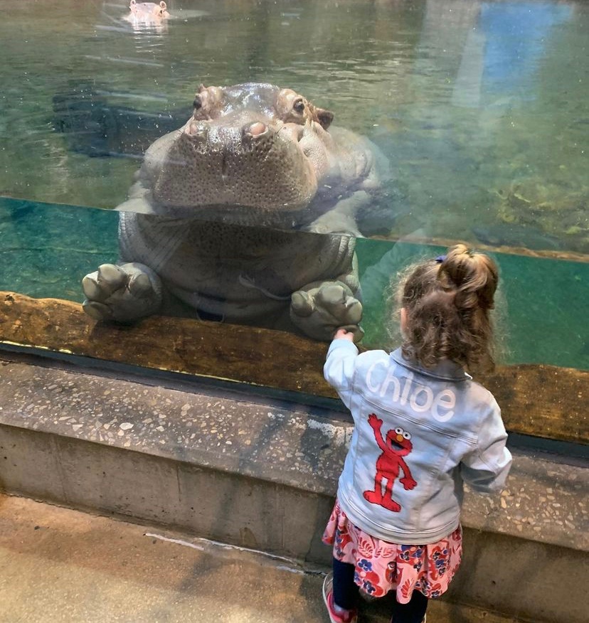 Shark Summer is back at the Camden Adventure Aquarium in 2023