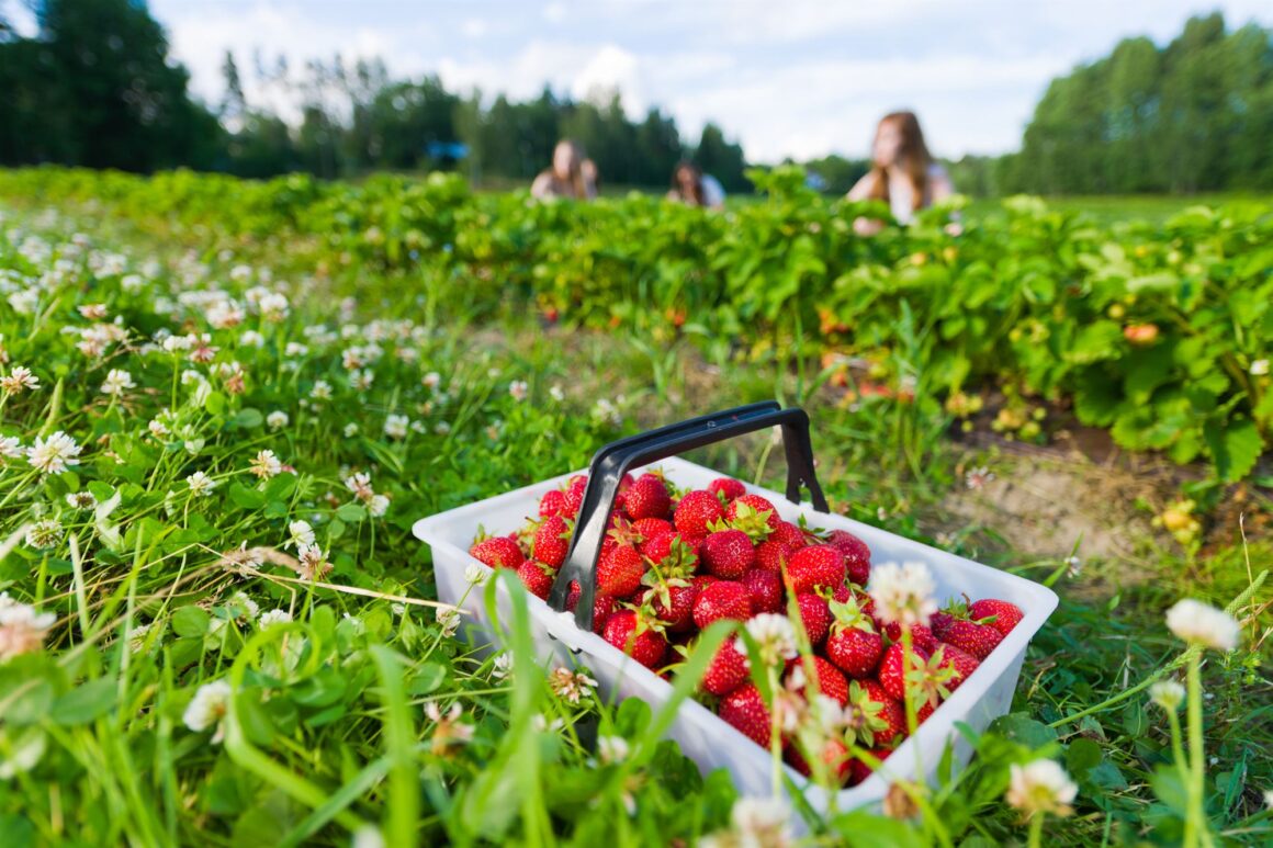 Strawberry Picking In NJ
