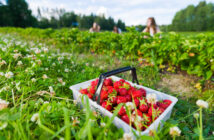 Strawberry Picking In NJ