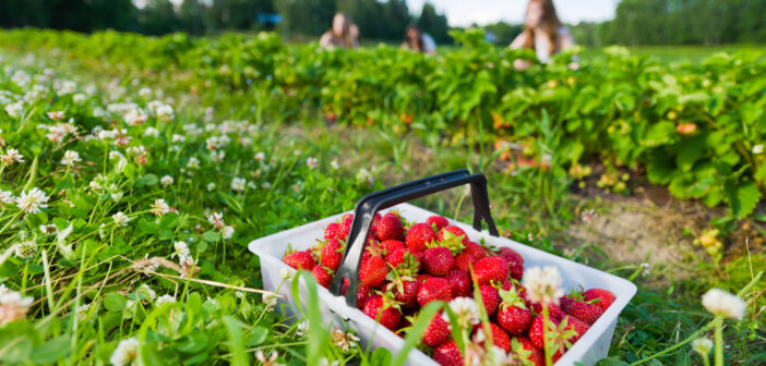 Strawberry Picking In NJ