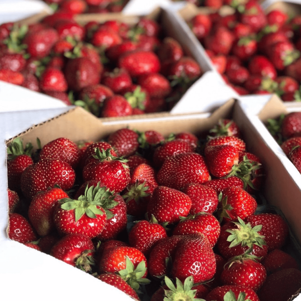 Strawberry Picking in NJ The 24 Best Farms For Some Sweetness