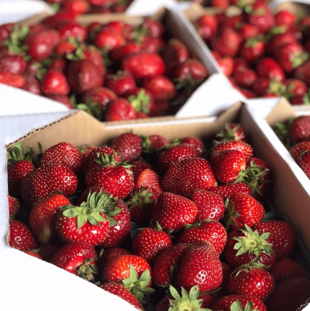 strawberry picking in nj, fruit picking in New Jersey