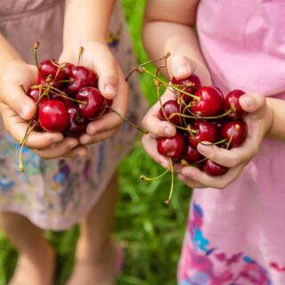 Cherry Picking in NJ