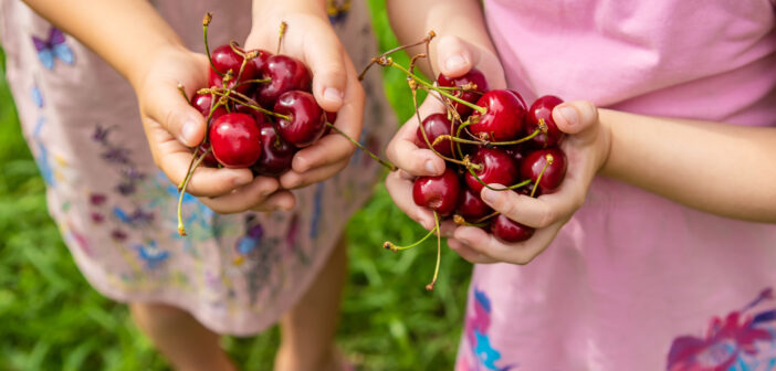 Cherry Picking in NJ