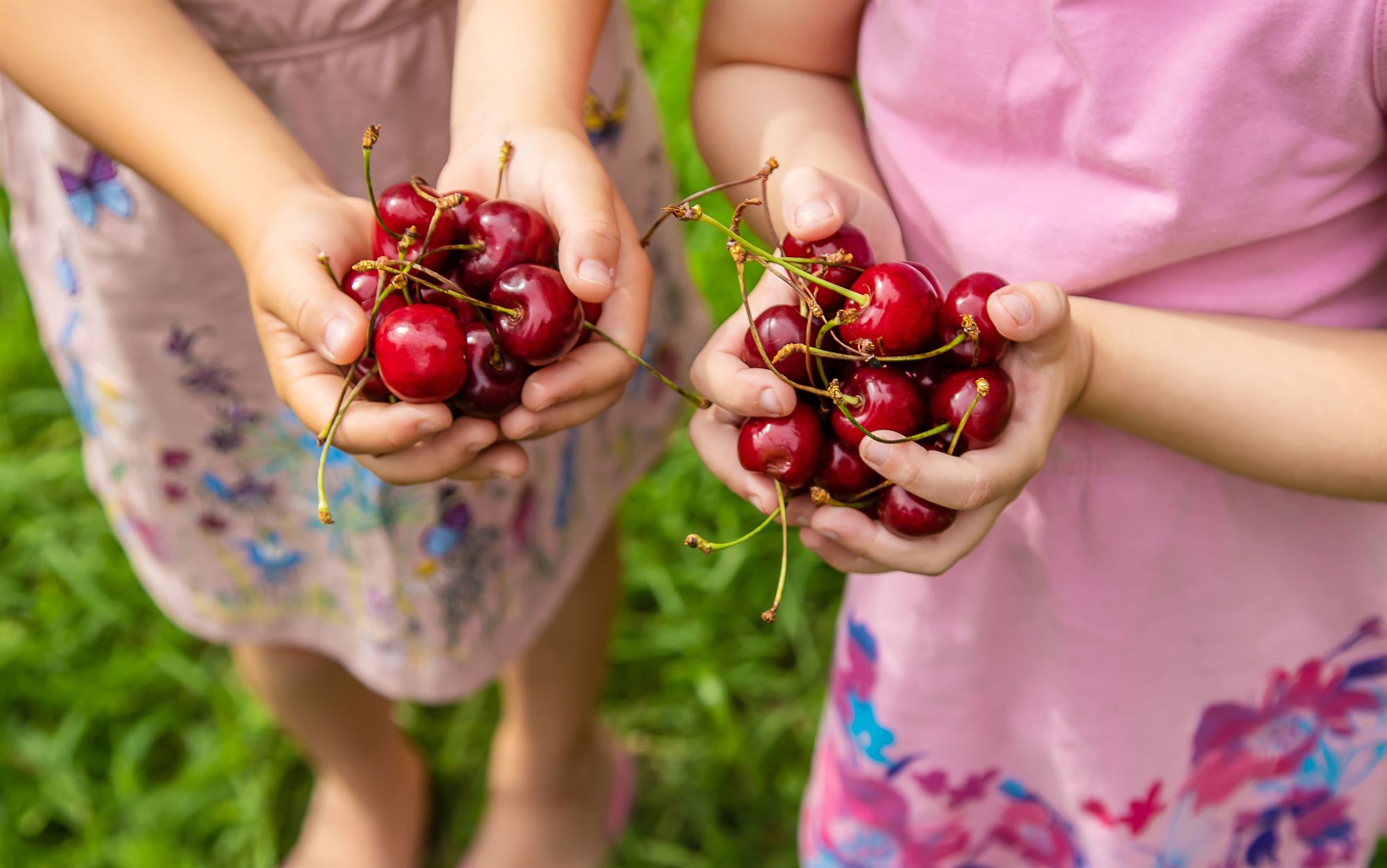 Cherry Picking in NJ A Quick, But Tasty Summer Picking Season