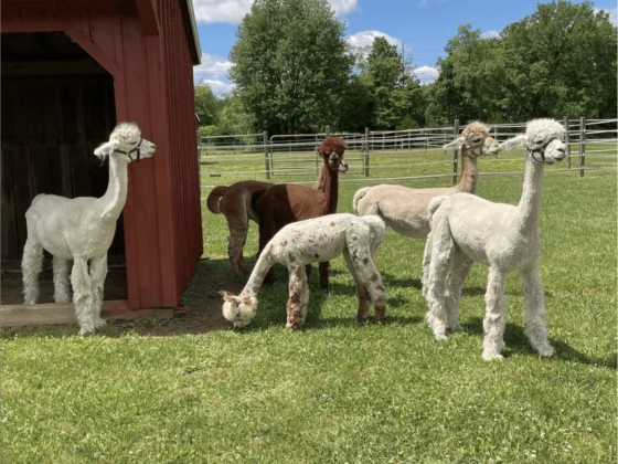 Things To Do in NJ This Weekend