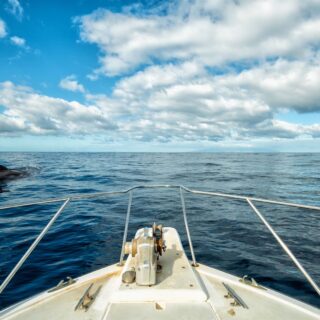 NJ whale watching