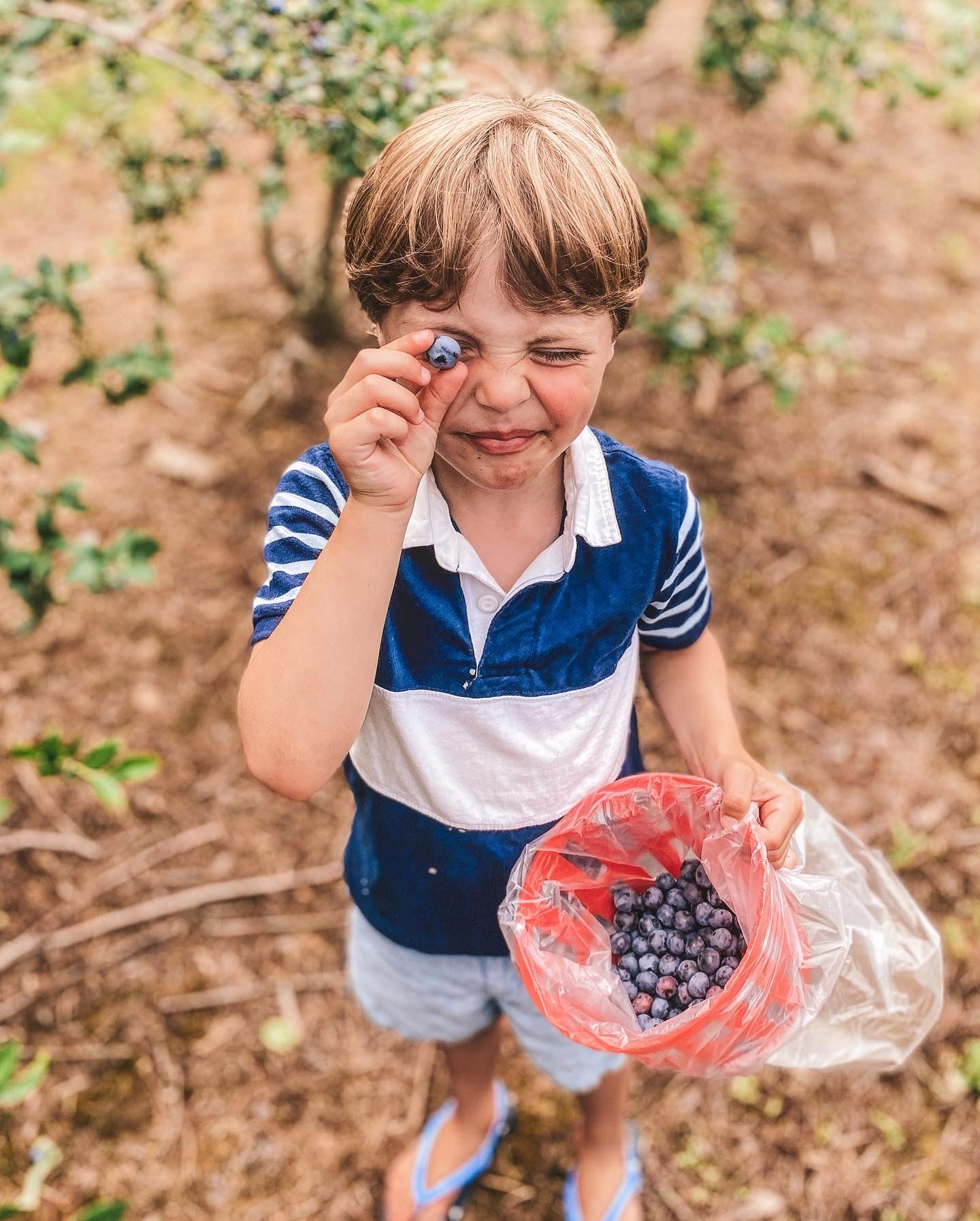 Blueberry picking in New Jersey