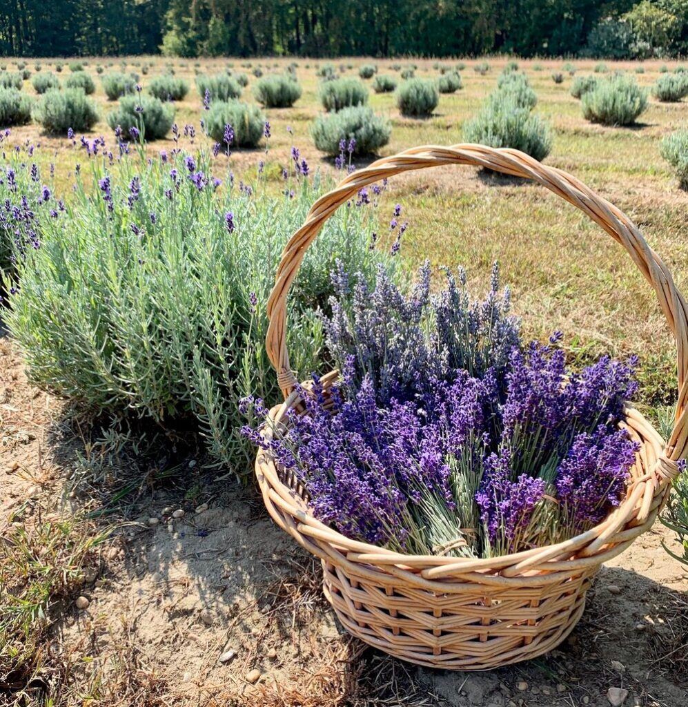 Lavender Farms in NJ