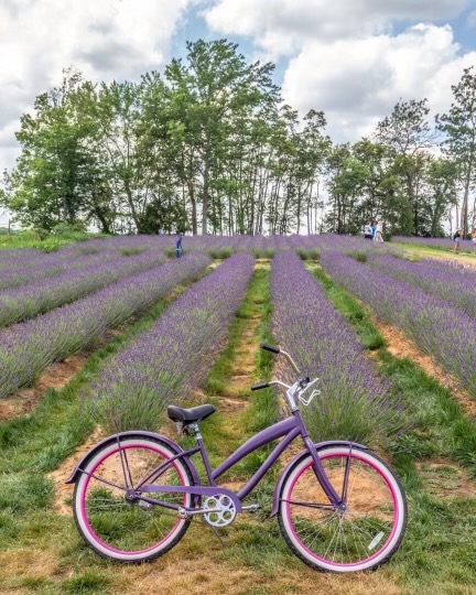 Lavender Farms in NJ