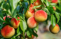 paech picking in NJ