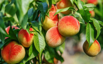 paech picking in NJ