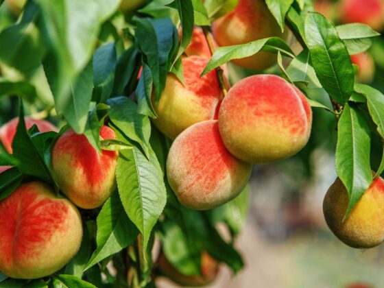 paech picking in NJ