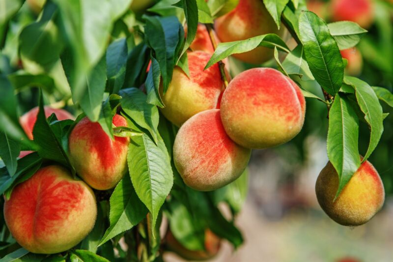 paech picking in NJ