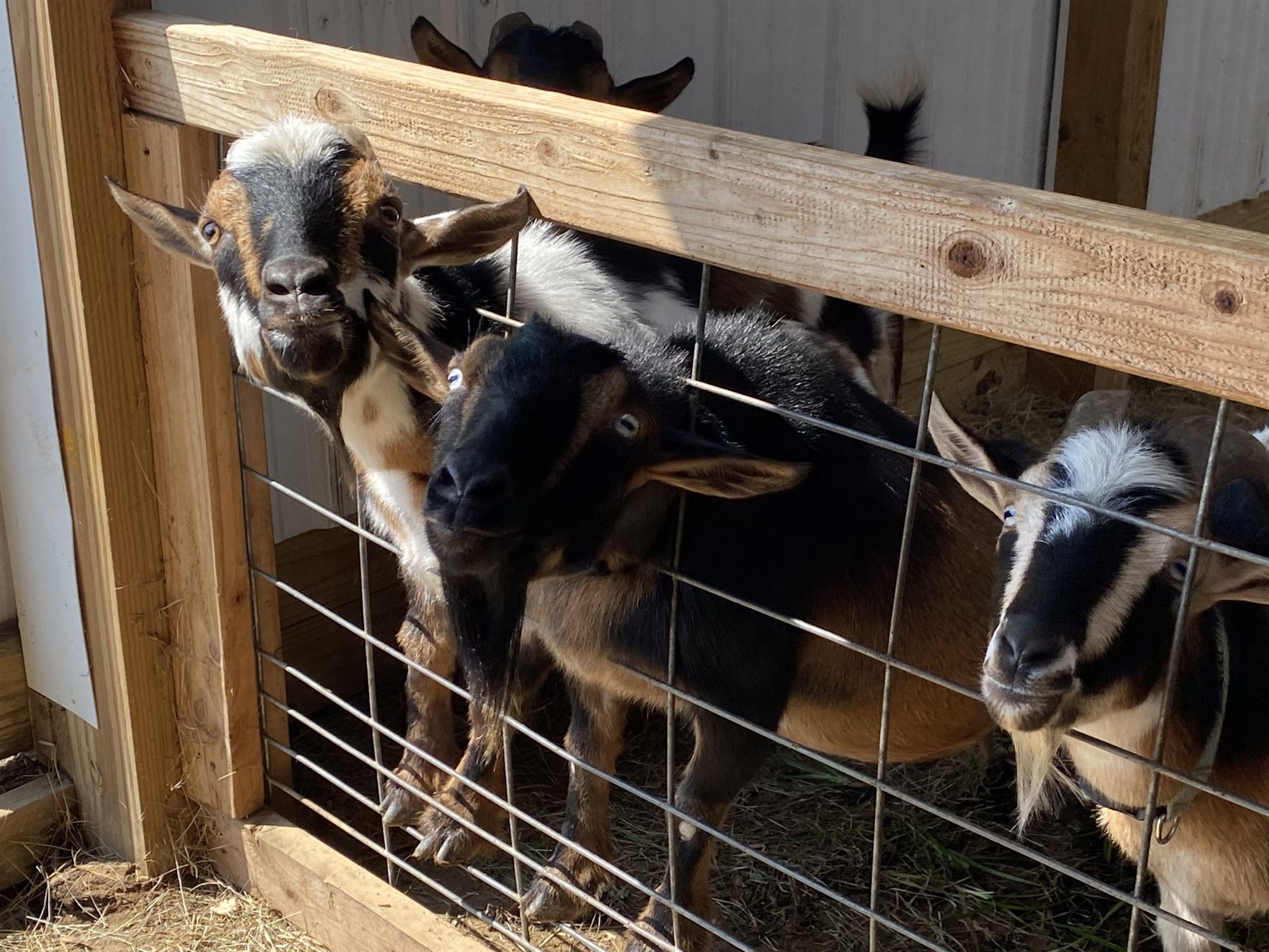 Allaire Community Farm goats New Jersey