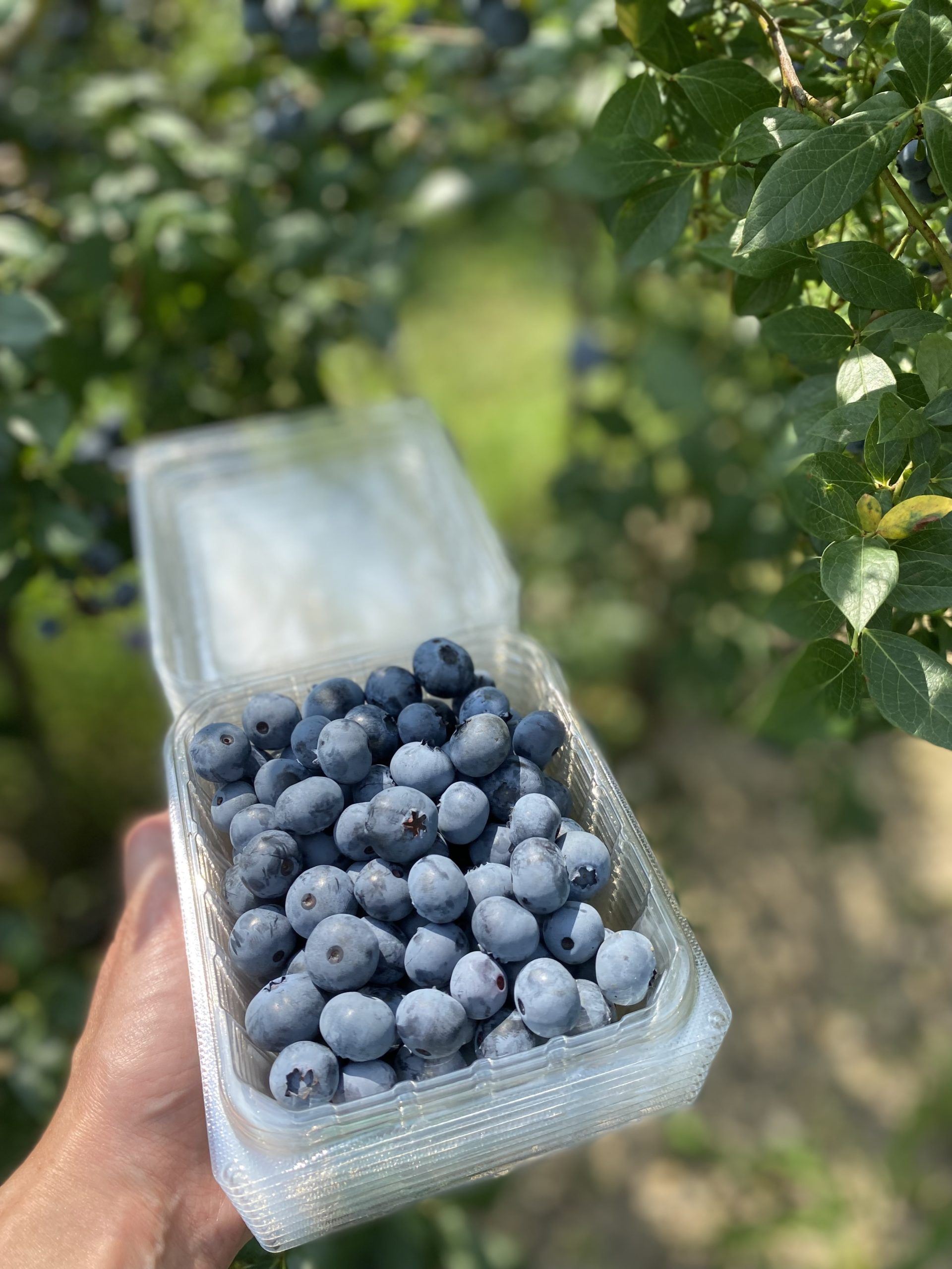 DiMeo Farms: Our Adventure Picking Blueberries In The Pine Barrens