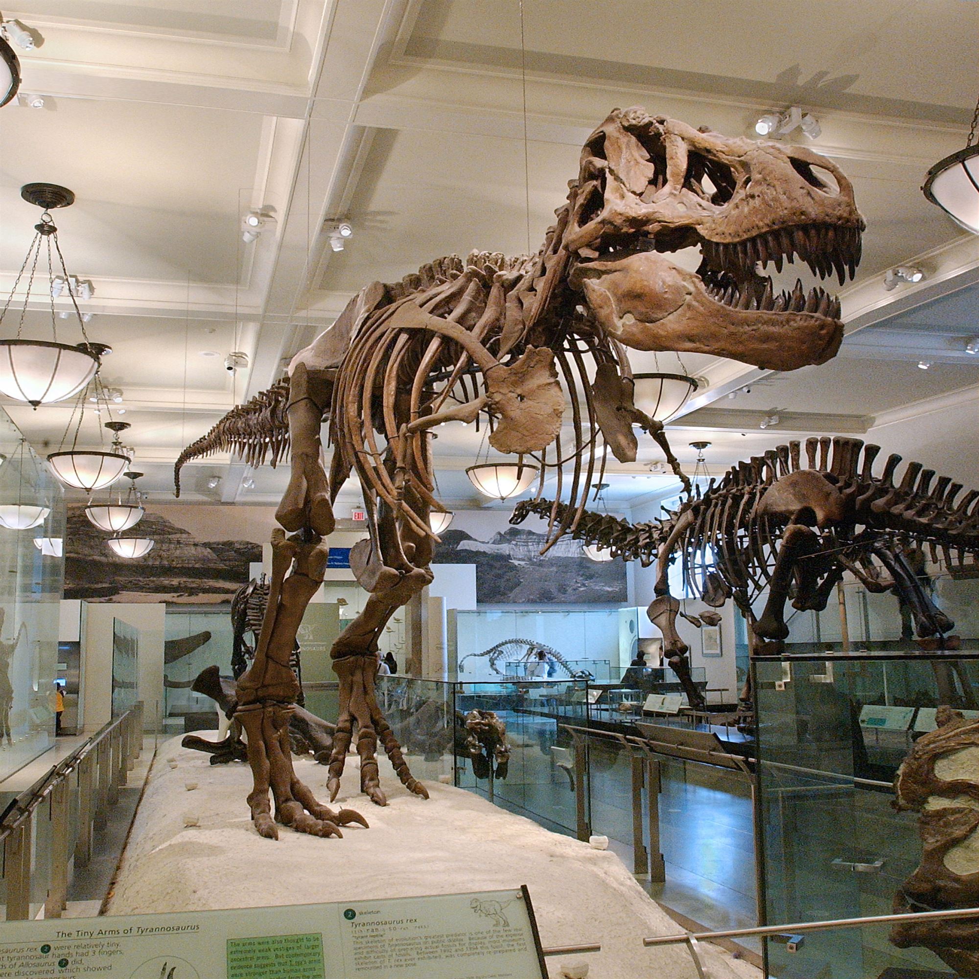 kid friendly things to do in nyc american museum of natural history nj