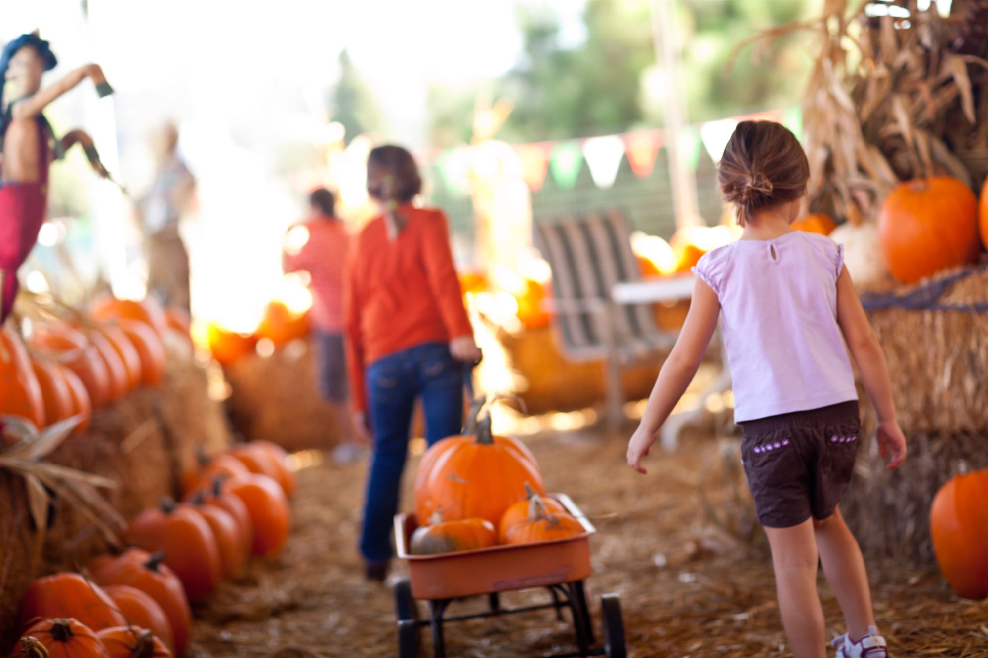 pumpkin picking in NJ New Jersey