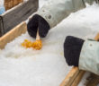 Maple Sugaring in NJ