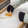 Maple Sugaring in NJ