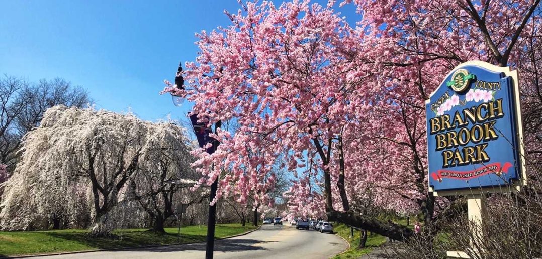 Cherry Blossom Festivals 18 Places To See The Blooms