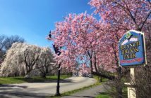 cherry blossoms in NJ