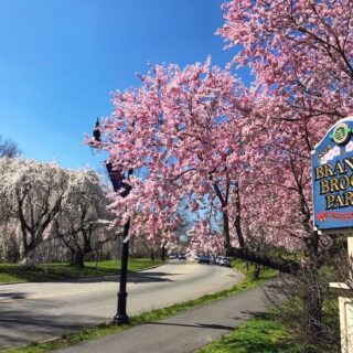 cherry blossoms in NJ