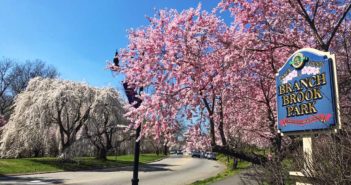cherry blossoms in NJ