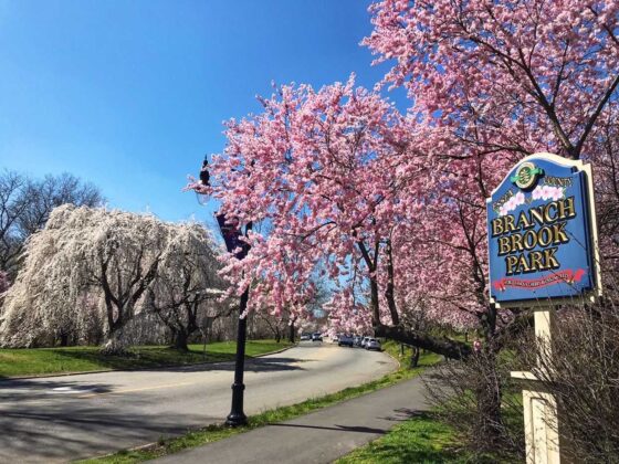 cherry blossoms in NJ