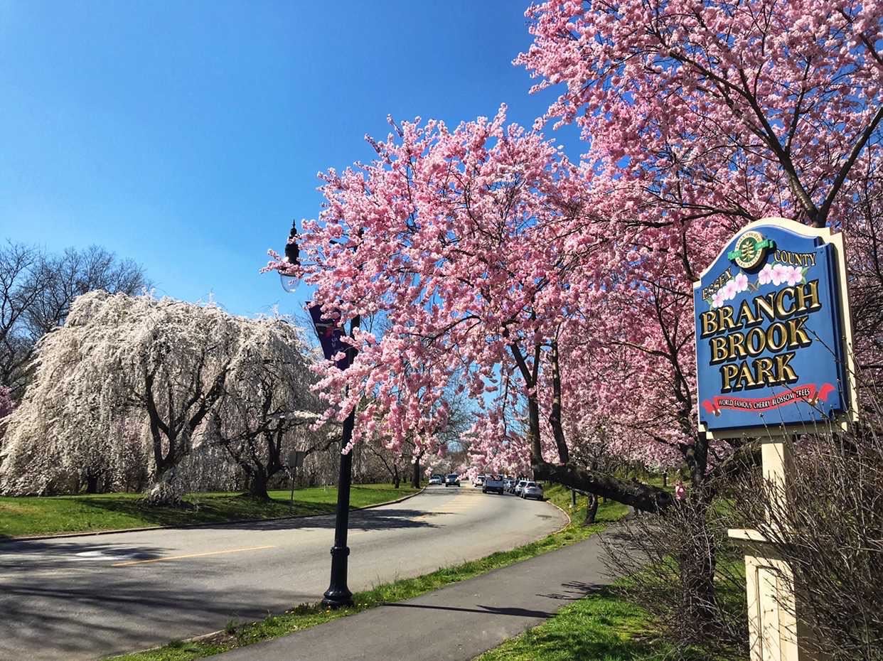 Spring in bloom in Jersey City, NJ